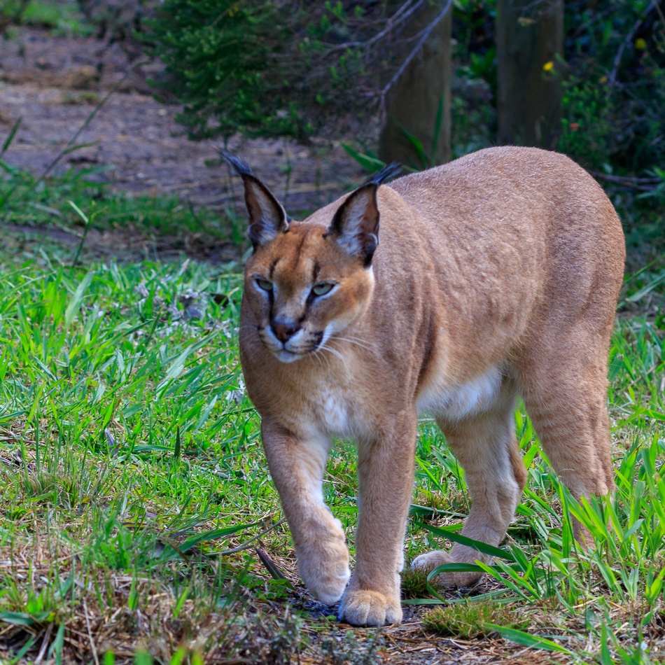 Caracal  | Tenikwa Wildlife Centre, Zuid-Afrika, 28 december 2018