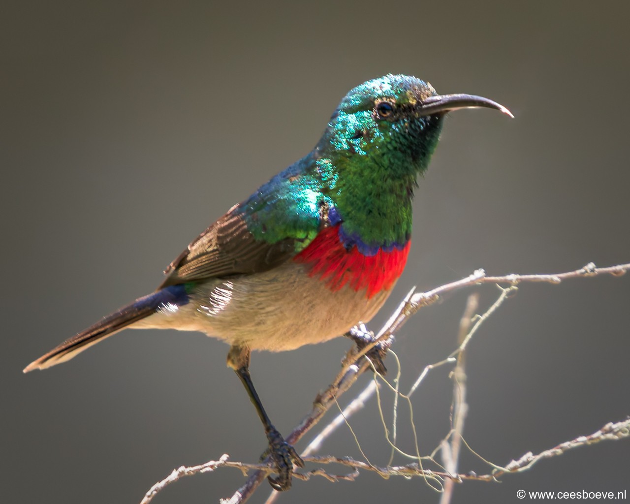 Maricohoningzuiger |Kerboomriver - Zuid-Afrika, 29 november 2018