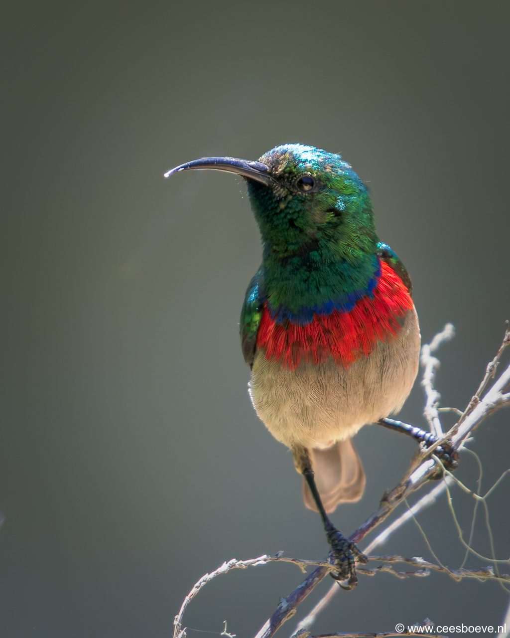 Maricohoningzuiger |Kerboomriver - Zuid-Afrika, 29 november 2018