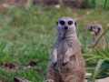 Stokpaardje  | Tenikwa Wildlife Centre, Zuid-Afrika, 28 december 2018