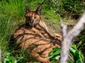 Caracal  | Tenikwa Wildlife Centre, Zuid-Afrika, 28 december 2018