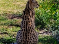 Serval  | Tenikwa Wildlife Centre, Zuid-Afrika, 28 december 2018