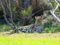 Luipaard  | Tenikwa Wildlife Centre, Zuid-Afrika, 28 december 2018