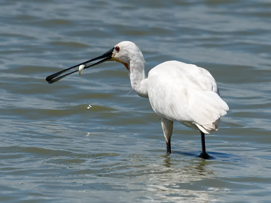 Lepelaar - Oostvaardersplassen , 26 juni 2014