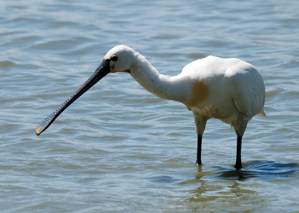 Lepelaar - Oostvaardersplassen , 26 juni 2014