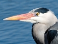 Blauwe Reiger - Zevenhuizerplas, 14 maart 2014