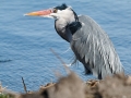 Blauwe Reiger - Zevenhuizerplas, 14 maart 2014