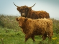 Schotse Hooglanders, Tiengemeenten d.d. 17-10-2011