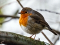 Roodborst - Zevenhuizerplas, 6 december 2012