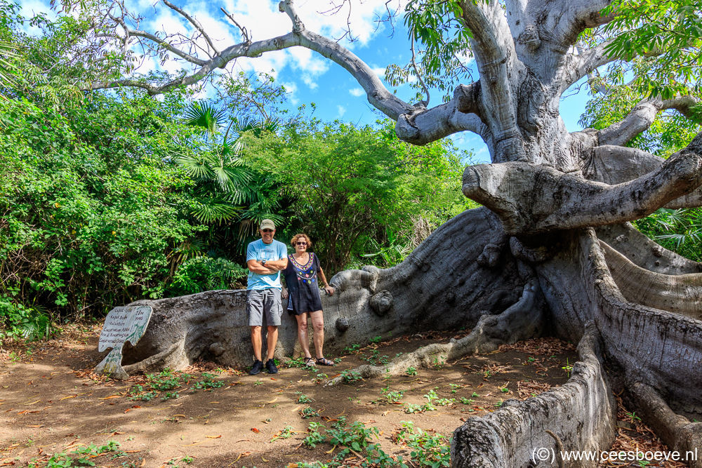 Oudste kapokboom van Curaçao (800 jaar oud) | Barber, Curacau, 13 december 2017