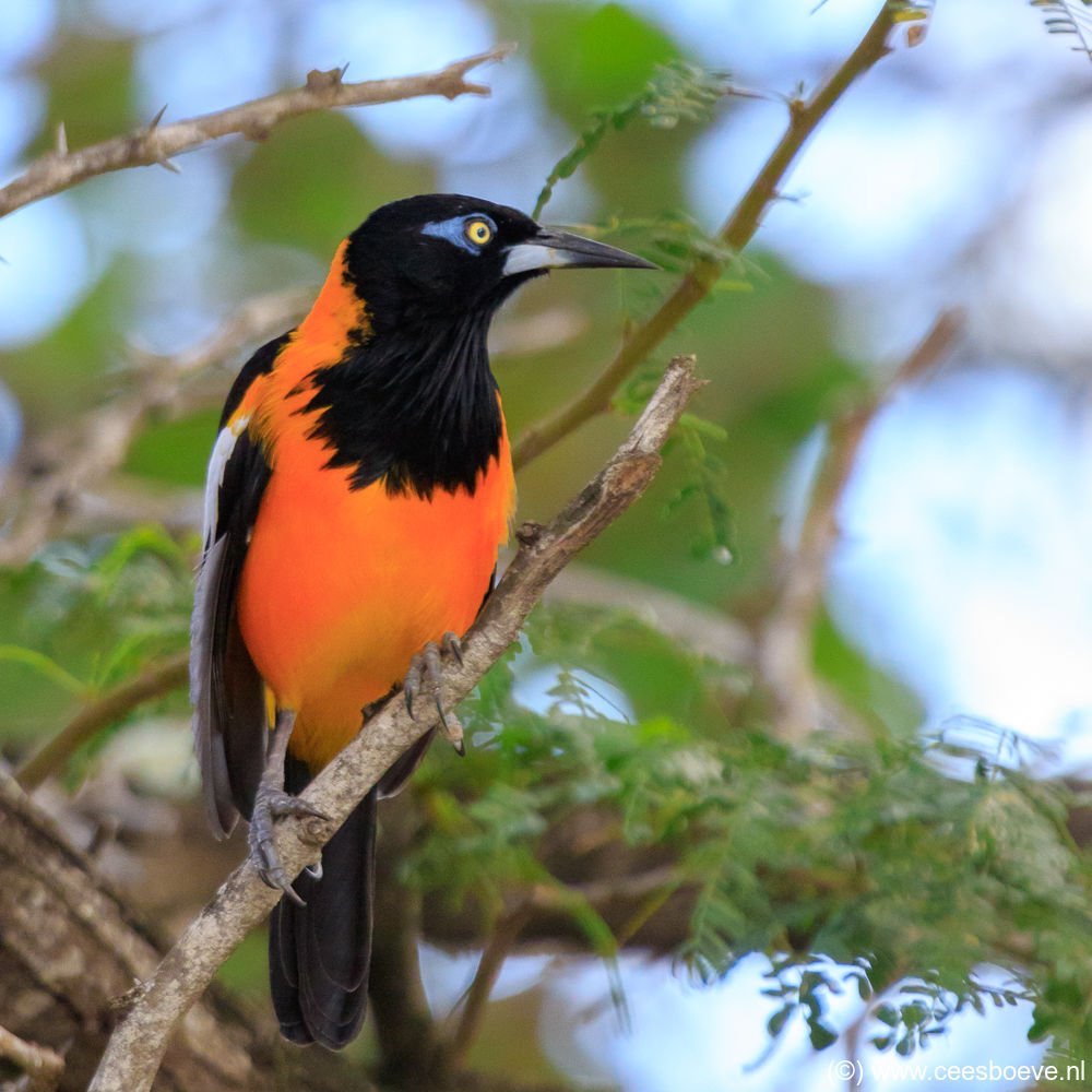Oranje Troepiaal | Draaibooibaai, Curacau, 9 december 2017