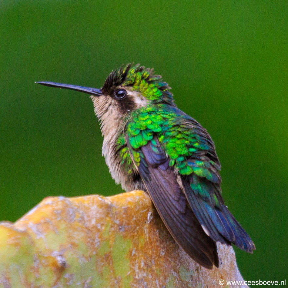Kolibrie | Jan Kok Lodges, Curacau, 12 december 2017