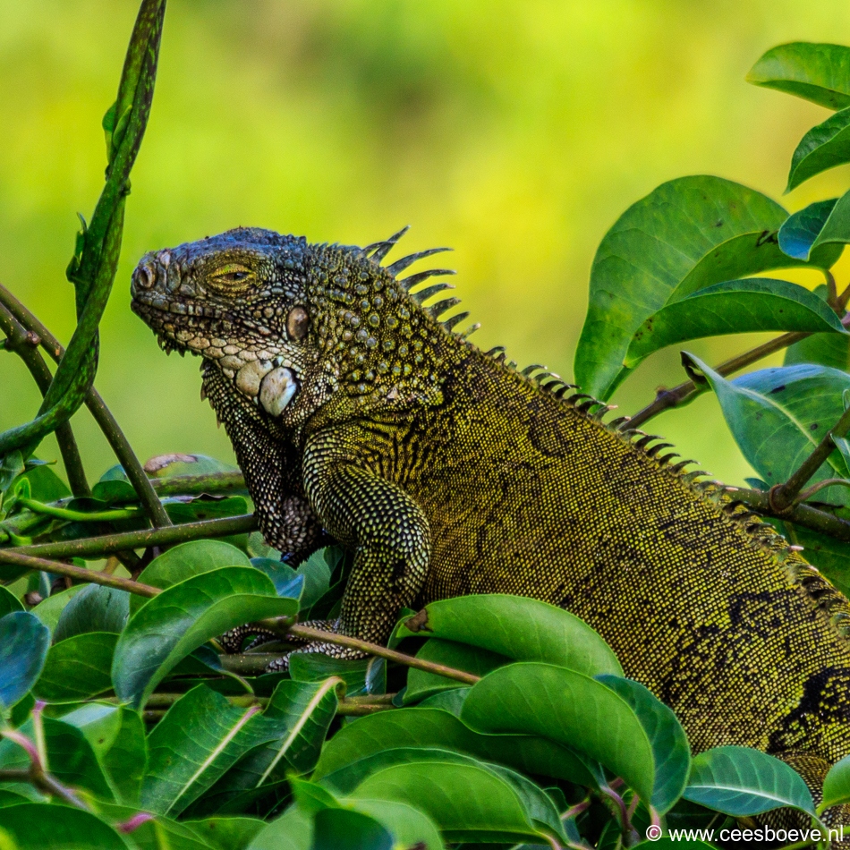Leguanen | Jan Kok Lodge, Curacau, 14 december 2017