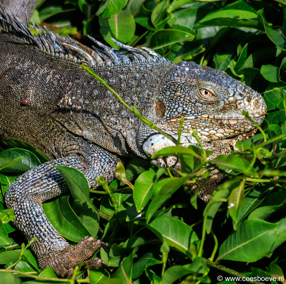 Leguanen | Jan Kok Lodge, Curacau, 14 december 2017