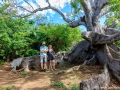 Oudste kapokboom van Curaçao (800 jaar oud) | Barber, Curacau, 13 december 2017