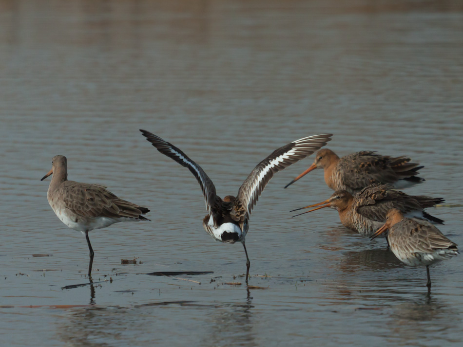 Grutto | Zevenhuizerplas