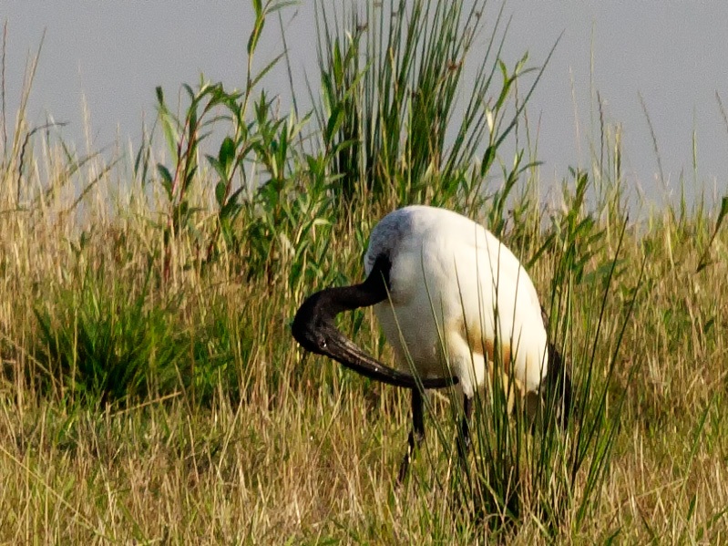 Heilige Ibis | Eendrachtspolder, augustus 2013