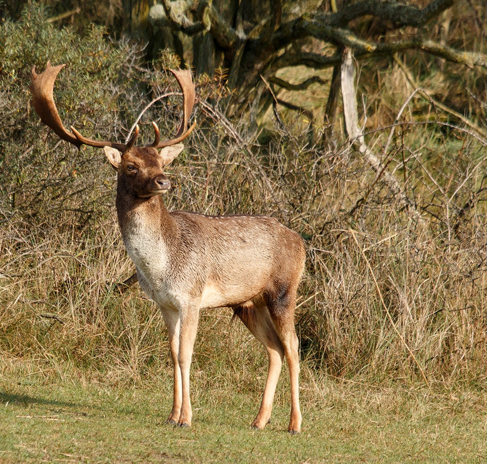 Damhert | AWD, 11 oktober 2014