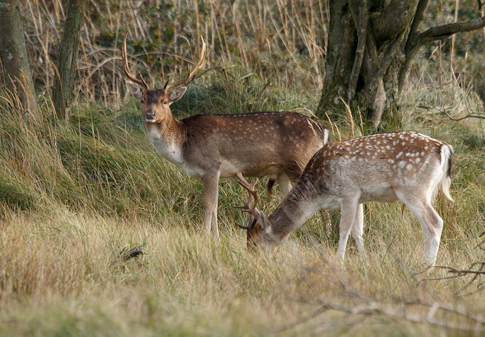 Damhert | AWD, 11 oktober 2014