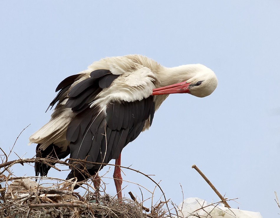 Ooievaar |Dalyan,Turkije, Juni 2013