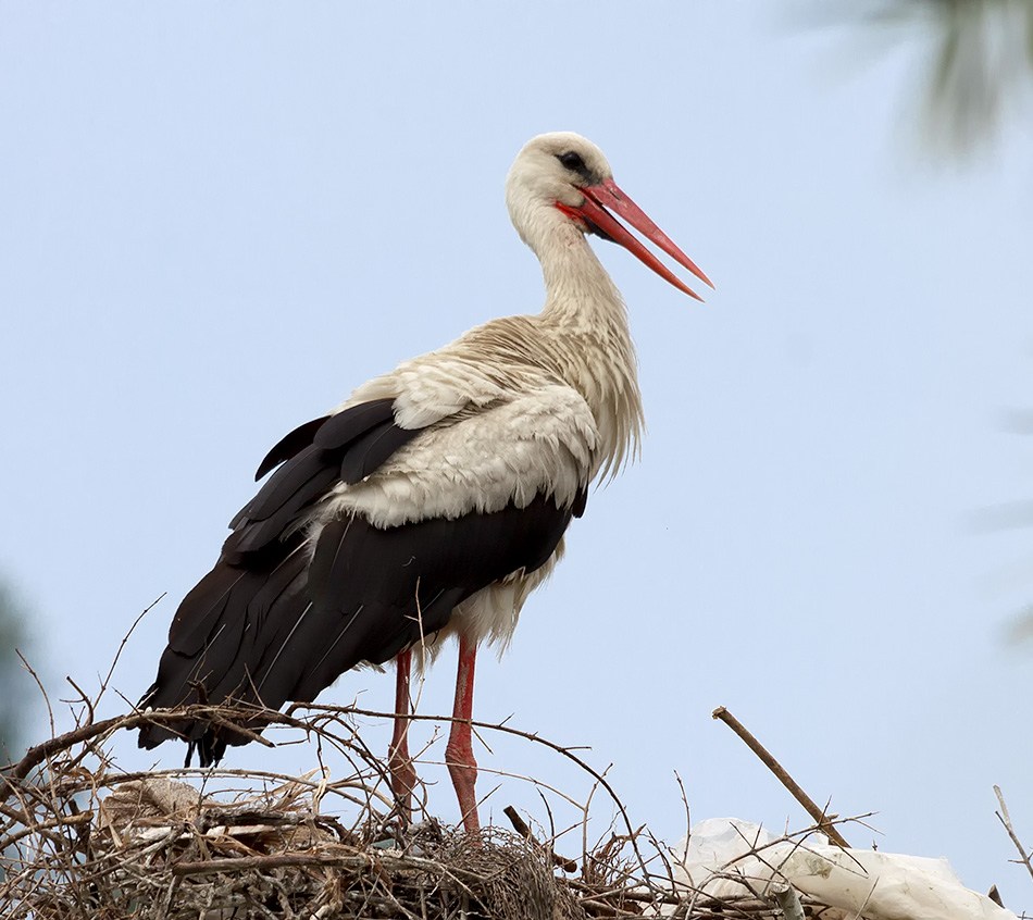 Ooievaar |Dalyan,Turkije, Juni 2013
