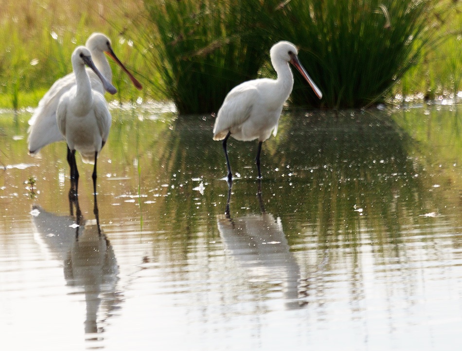 Lepelaar | Eendrachtspolder, augustus 2013