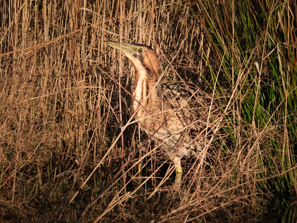 Rooerdomp | Zevenhuizerplas, december 2013