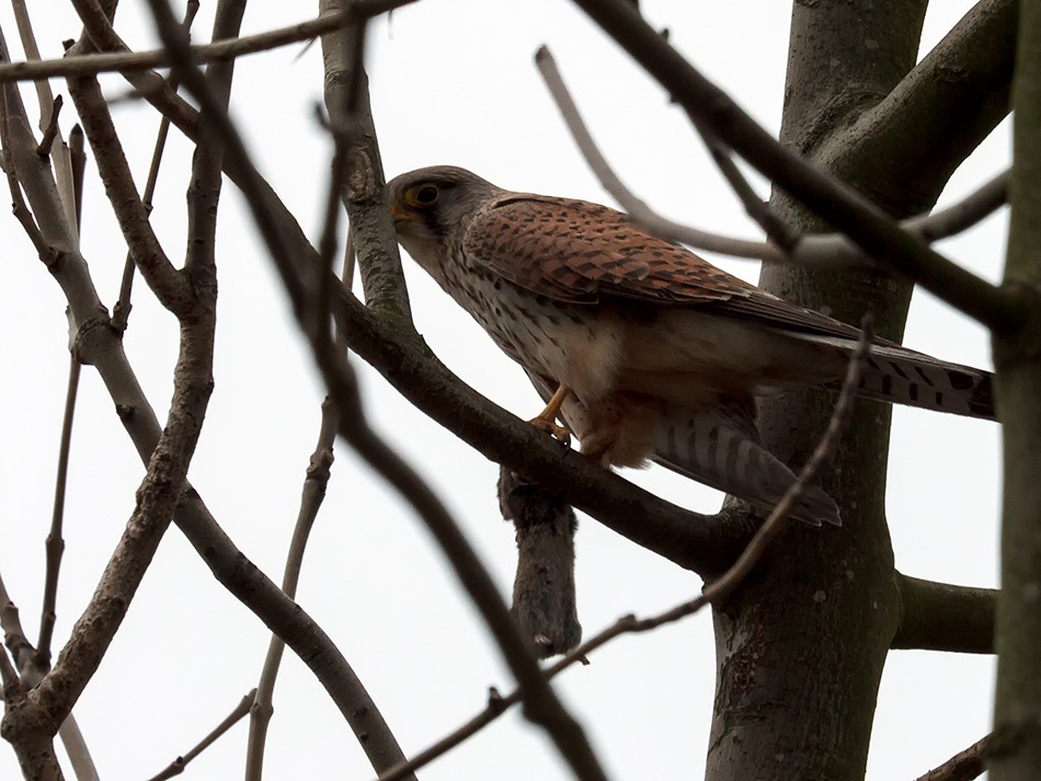 Torenvalk met prooi | Zevenhuizerplas, april 2013