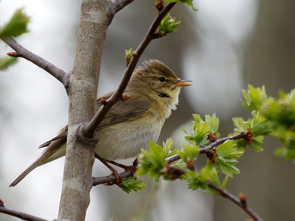 Bosrietzanger | Zevenhuizerplas, 22 april 2013