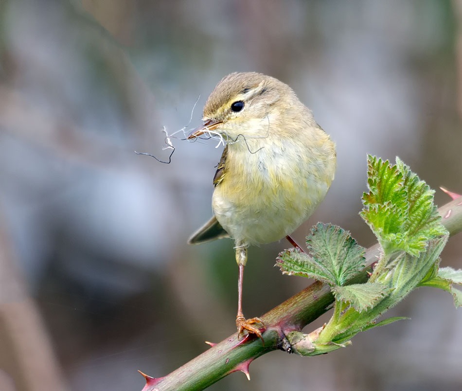 Fitis | Zevenhuizerplas, 25 april 2013