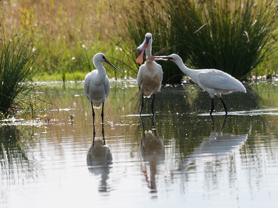 Lepelaar | Eendrachtspolder, augustus 2013