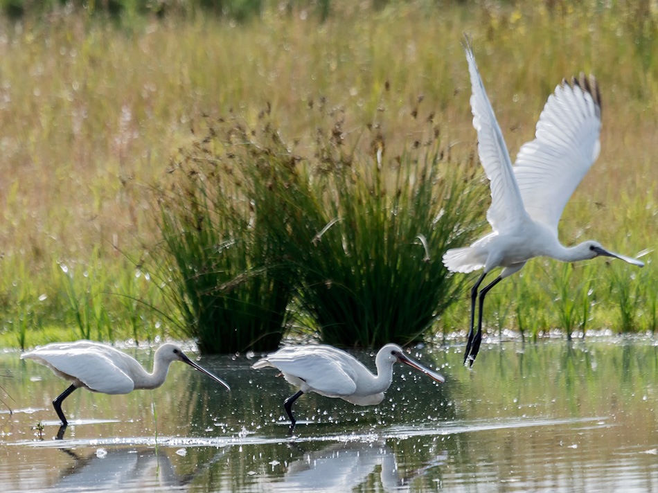 Lepelaar | Eendrachtspolder, augustus 2013