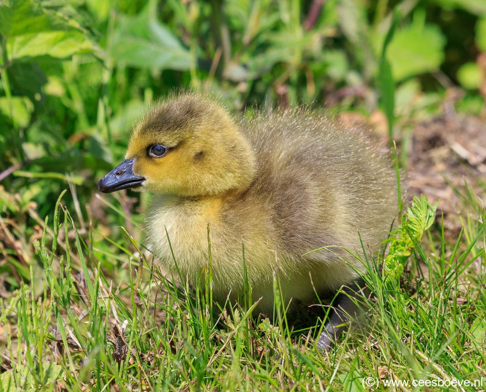 Jong van Grote Canadese Gans | Zevenhuizerplas, 17 mei 2018