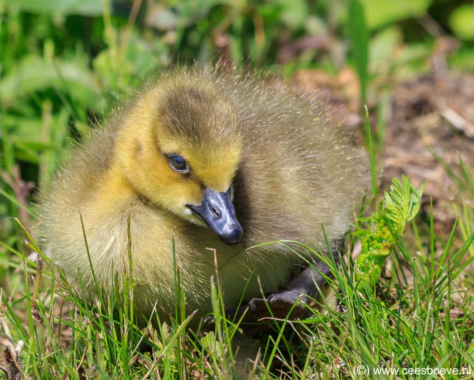 Jong van Grote Canadese Gans | Zevenhuizerplas, 17 mei 2018