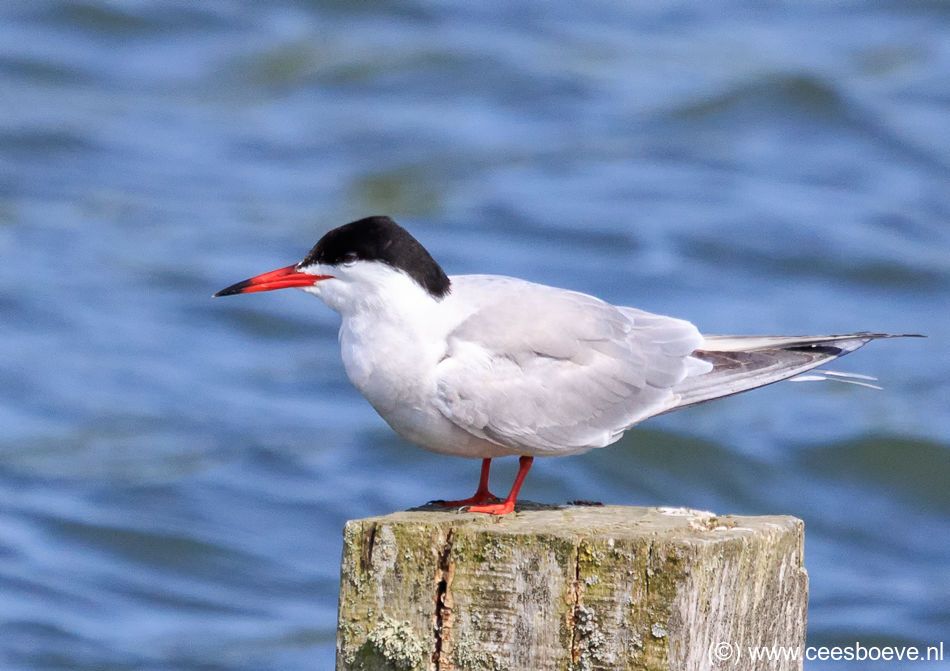 Visdief | Zevenhuizerplas, 17 mei 2018