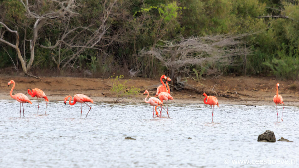 Flamingo's | Zoutpannen Jan Kok, Curacau, 14 december 2017