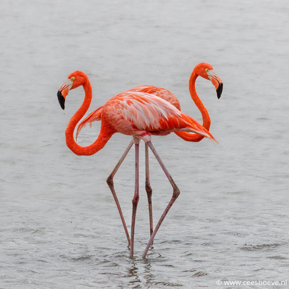 Flamingo's | Zoutpannen Jan Kok, Curacau, 14 december 2017