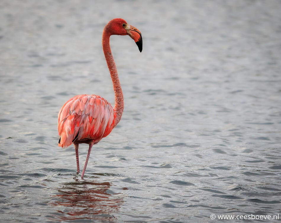 Flamingo | Zoutpannen Jan Kok, Curacau, 5 december 2019