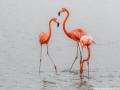 Flamingo's |   Zoutpannen Jan Kok, Curacau, 14 december 2017