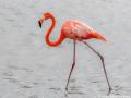 Flamingo |   Zoutpannen Jan Kok, Curacau, 14 december 2017