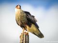 Caracara| Curacau, Draaibooibaai, 28 november 2019