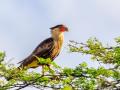 Caracara| Curacau, Draaibooibaai, 28 november 2019