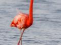 Flamingo | Curacau, Zoutpannen Jan Kok, 28 november 2019