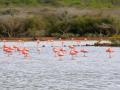 Flamingo's | Zoutpannen-Jan-Kok, Curacau, 30 november 2019
