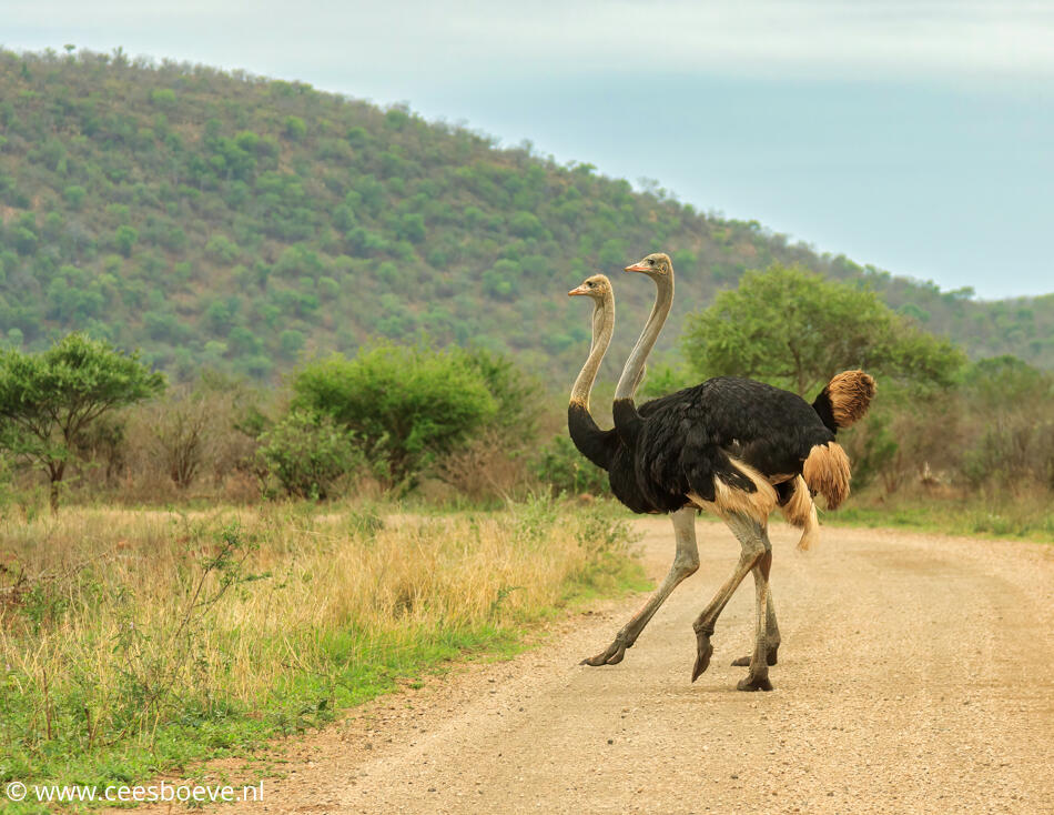 Struisvogels | Krugerpark,  Satara, 19 november 2014