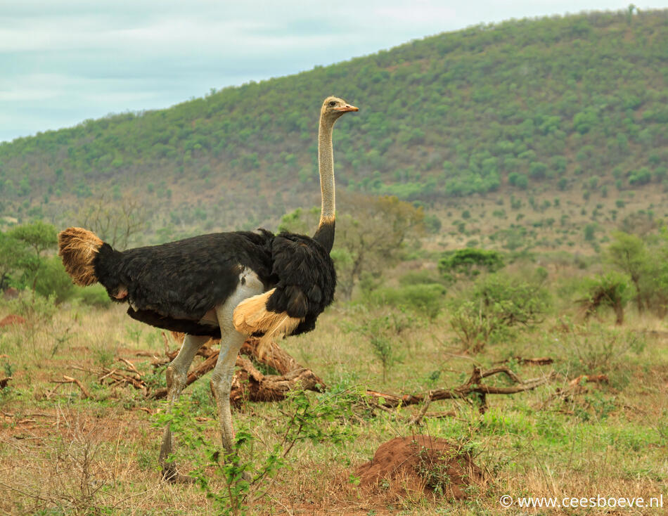 Struisvogel | Krugerpark,  Satara, 19 november 2014