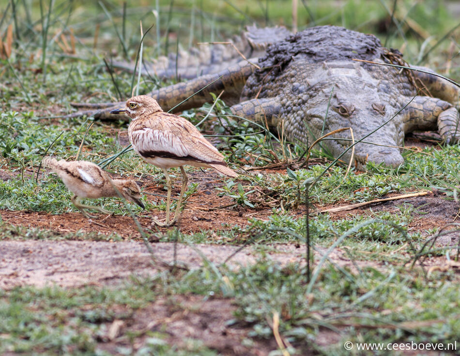 Watergriel | Lower Sabie, Krugerpark, 17 november 2014