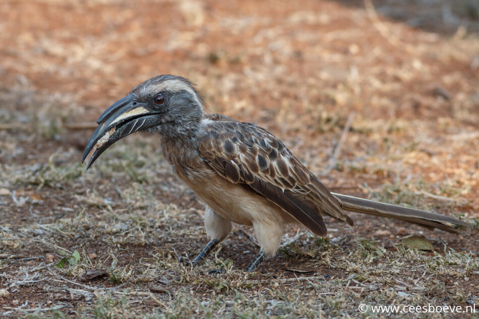Grijze tok | Krugerpark,  Satara, 19 november 2014