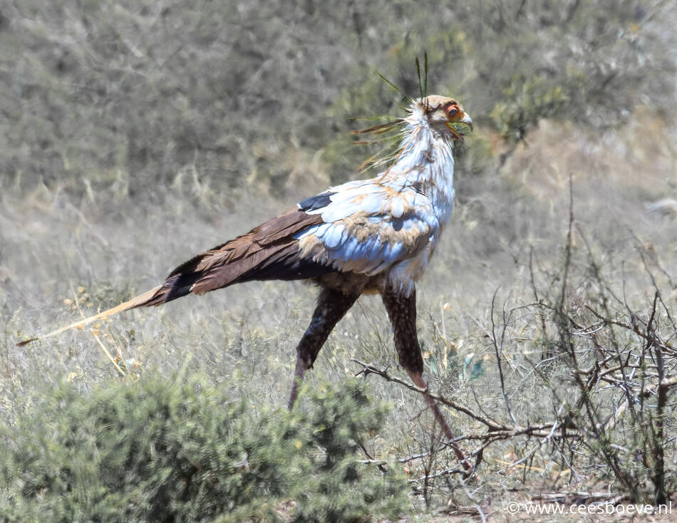 Secretarisvogel | Balule, Krugerpark, 10 januari 2012