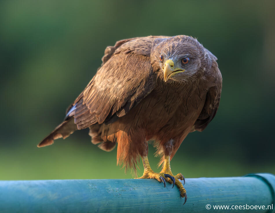 Geelsnavelwouw | Balule , Krugerpark, 11 januari 2012